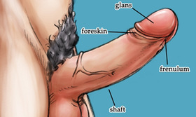 Dragon Ball Z Kai’s Gay Kamasutra : “The Penis Anatomy”